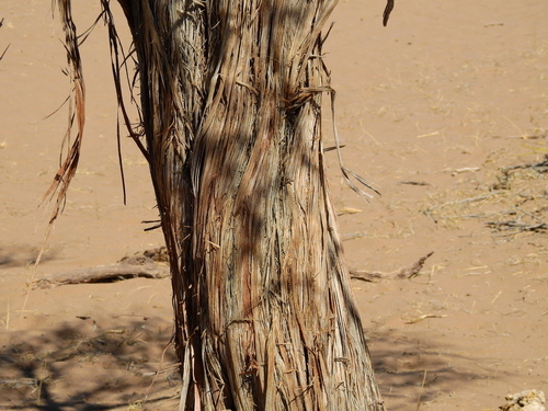 Ephedra (Jointfirs) (alternate view 3)