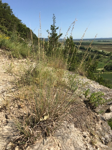 Bouteloua curtipendula (Sideoats Grama)