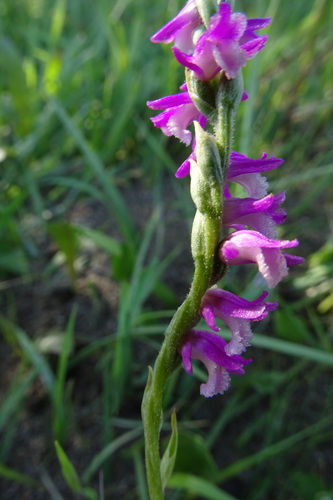 Spiranthes australis (austral ladies'-tresses) (alternate view 10)