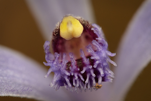 Pheladenia deformis (Blue Fairy Orchid)
