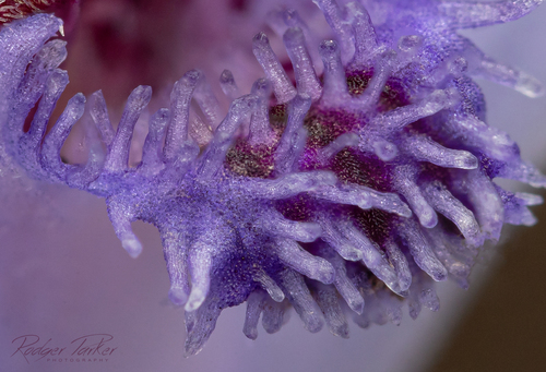 Pheladenia deformis (Blue Fairy Orchid) (alternate view 3)