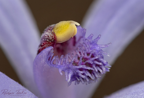 Pheladenia deformis (Blue Fairy Orchid) (alternate view 2)