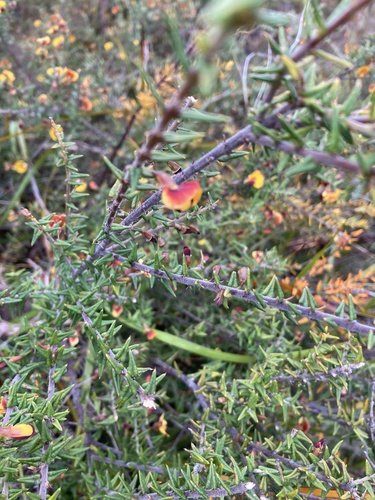 Bossiaea cinerea (Showy Bossiaea) (alternate view 7)