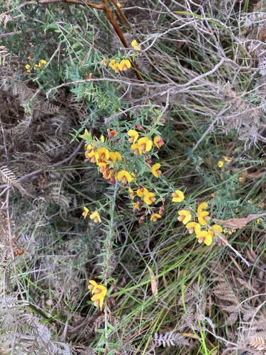 Bossiaea cinerea (Showy Bossiaea) (alternate view 8)