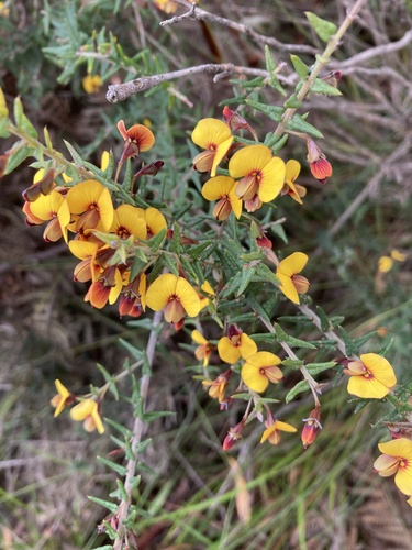Bossiaea cinerea (Showy Bossiaea) (alternate view 9)