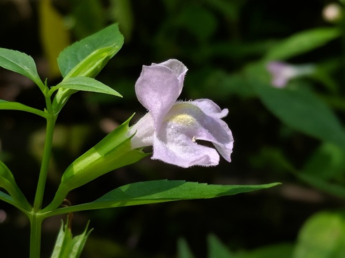 Mimulus alatus (sharpwing monkeyflower) (alternate view 5)