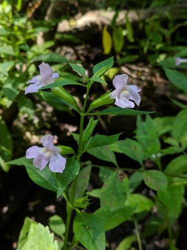 Mimulus alatus (sharpwing monkeyflower) (alternate view 6)