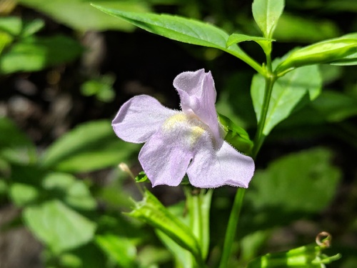 Mimulus alatus (sharpwing monkeyflower) (alternate view 8)
