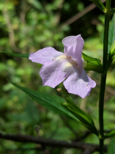 Mimulus alatus (sharpwing monkeyflower) (alternate view 7)