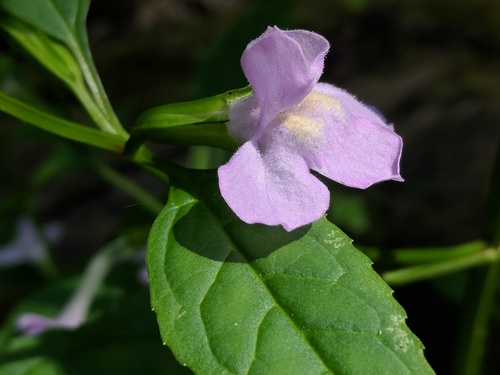 Mimulus alatus (sharpwing monkeyflower) (alternate view 9)