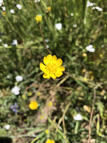 Ranunculus californicus (California buttercup) (alternate view 3)