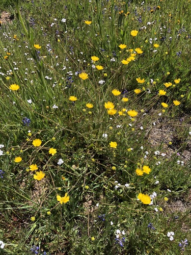 Ranunculus californicus (California buttercup) (alternate view 4)