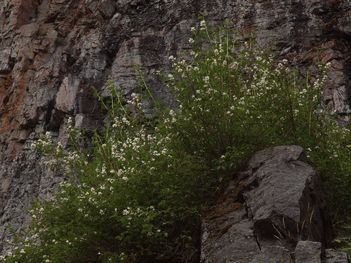 Philadelphus lewisii (Lewis' Mock Orange) (alternate view 3)