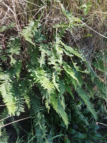Polypodium vulgare (common polypody)