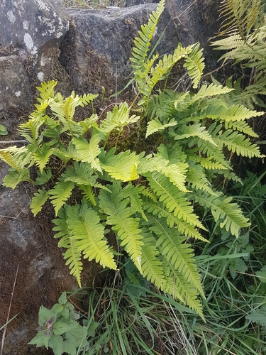 Polypodium interjectum (intermediate polypody)