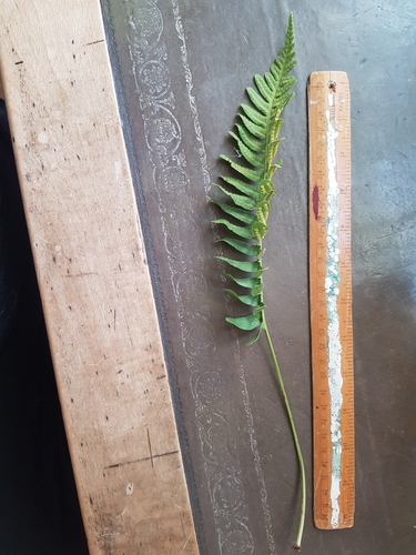 Polypodium interjectum (intermediate polypody)