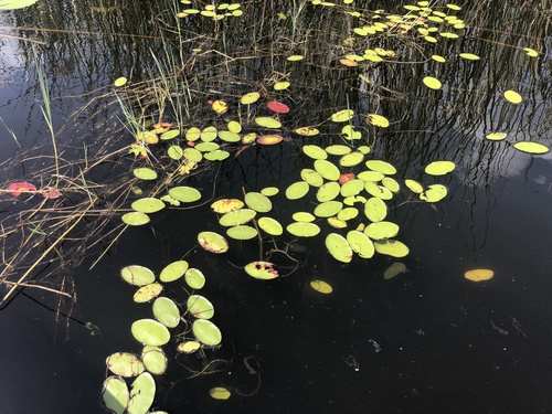 Brasenia schreberi (Watershield)