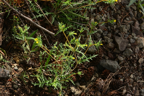 Mentzelia albicaulis (Whitestem Blazingstar) (alternate view 4)