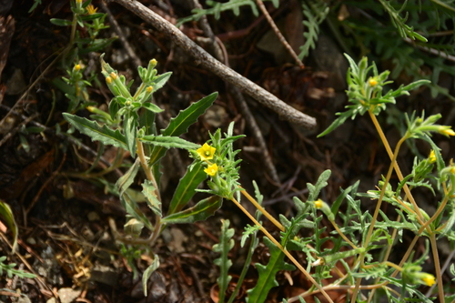 Mentzelia albicaulis (Whitestem Blazingstar)