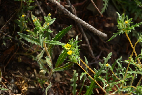 Mentzelia albicaulis (Whitestem Blazingstar) (alternate view 2)