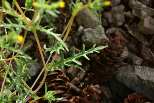 Mentzelia albicaulis (Whitestem Blazingstar) (alternate view 3)