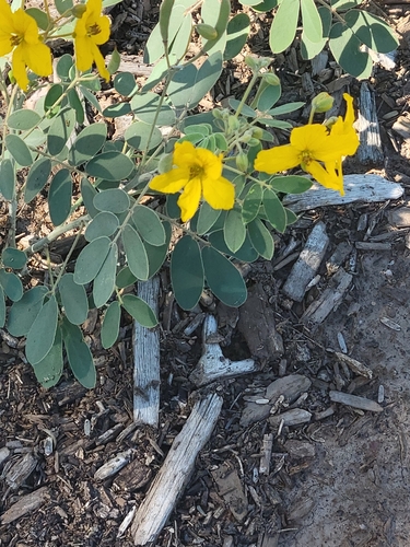 Senna covesii (Coues' senna) (alternate view 3)