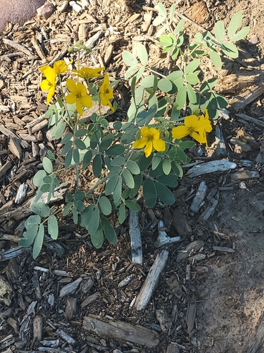 Senna covesii (Coues' senna) (alternate view 4)