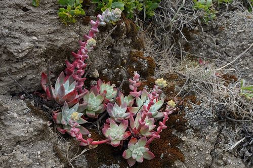 Dudleya farinosa (Bluff Lettuce) (alternate view 2)