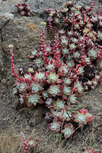 Dudleya farinosa (Bluff Lettuce) (alternate view 3)
