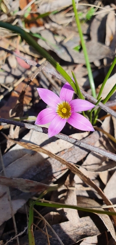 Romulea rosea (Rosy sandcrocus) (alternate view 6)