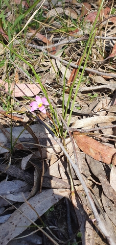 Romulea rosea (Rosy sandcrocus) (alternate view 7)