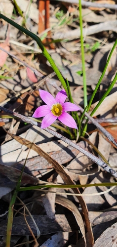 Romulea rosea (Rosy sandcrocus) (alternate view 8)