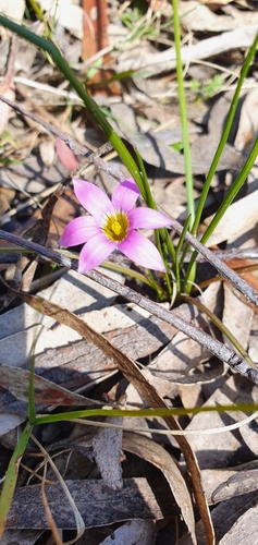 Romulea rosea (Rosy sandcrocus) (alternate view 9)