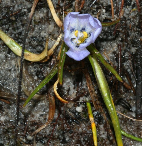 Moraea (Cape Tulips) (alternate view 5)