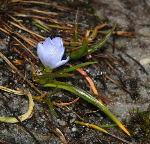 Moraea (Cape Tulips) (alternate view 6)