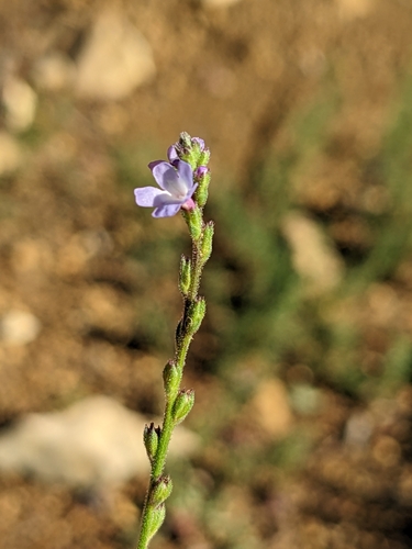 Verbena officinalis (Common vervain)