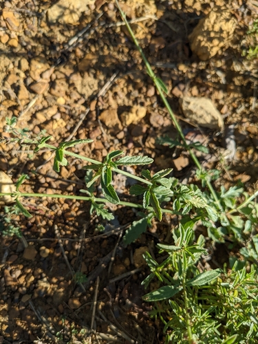 Verbena officinalis (Common vervain)