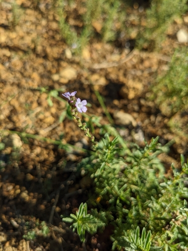 Verbena officinalis (Common vervain)