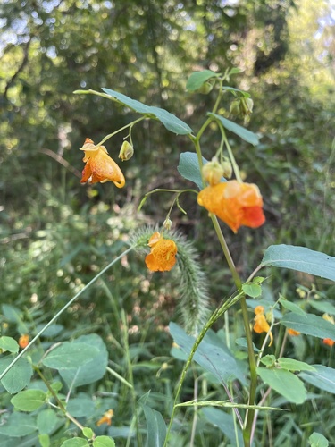 Impatiens capensis (spotted jewelweed) (alternate view 4)