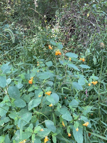 Impatiens capensis (spotted jewelweed) (alternate view 5)