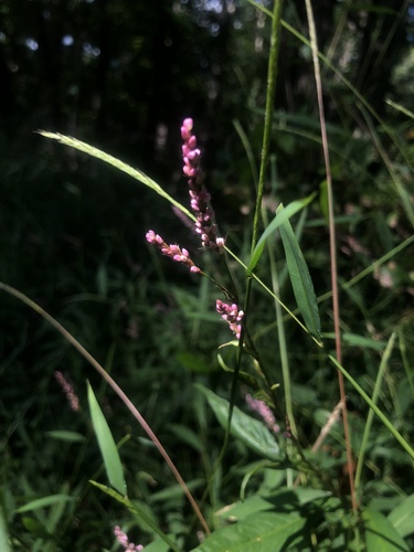 Persicaria longiseta (low smartweed)