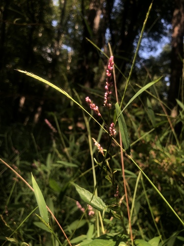 Persicaria longiseta (low smartweed)