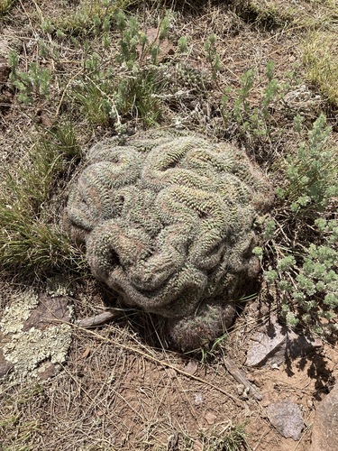 Pediocactus simpsonii (Mountain Ball Cactus) (alternate view 4)