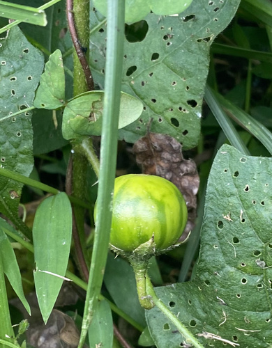 Solanum carolinense (Carolina horsenettle)