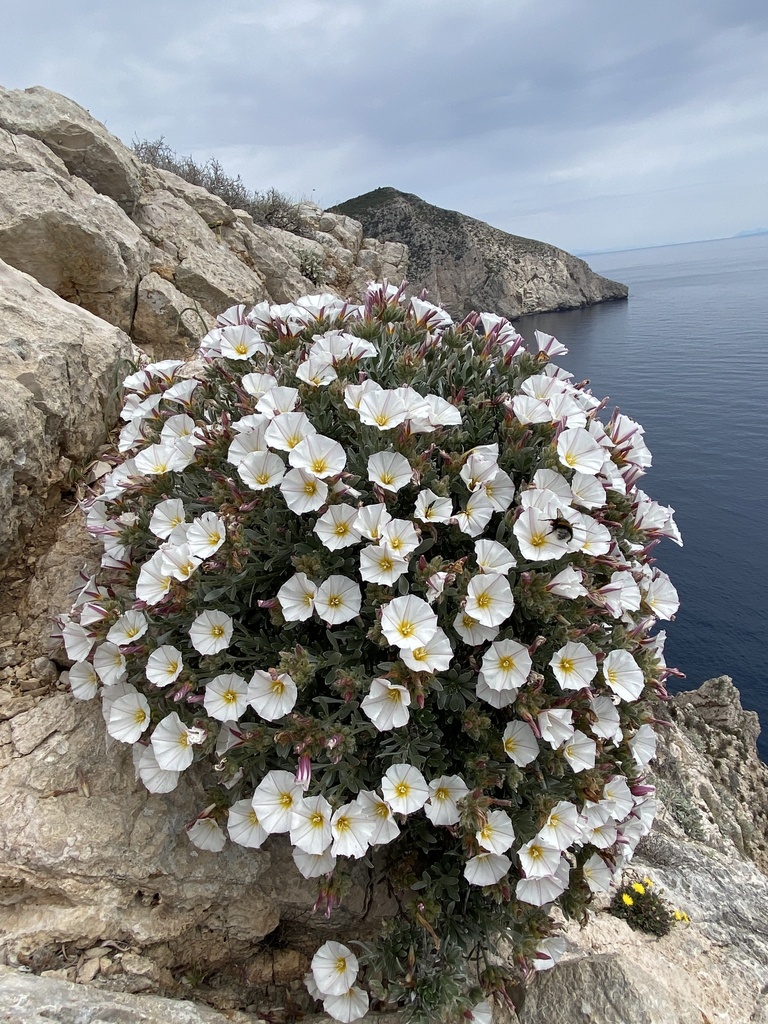 Convolvulus cneorum, Silverbush — mounding evergreen (Convolvulaceae) (image 10 of 10)