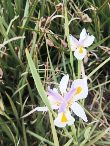 Dietes grandiflora (Large Fortnight Lily)