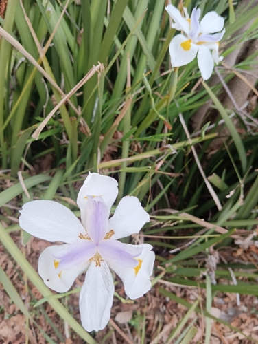 Dietes grandiflora (Large Fortnight Lily) (alternate view 2)