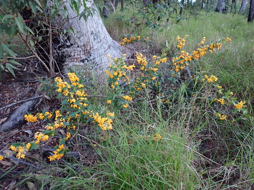 Podolobium ilicifolium (Prickly Shaggy Pea) (alternate view 4)