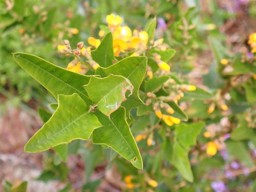 Podolobium ilicifolium (Prickly Shaggy Pea) (alternate view 5)