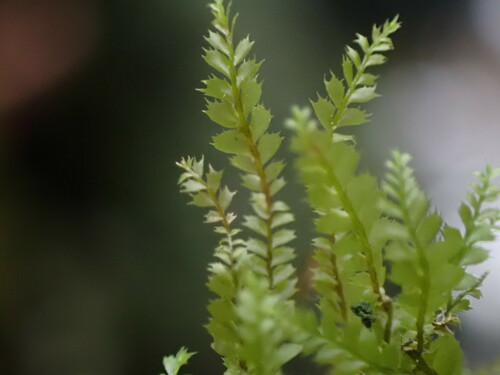 Plagiochila (alternate view 7)